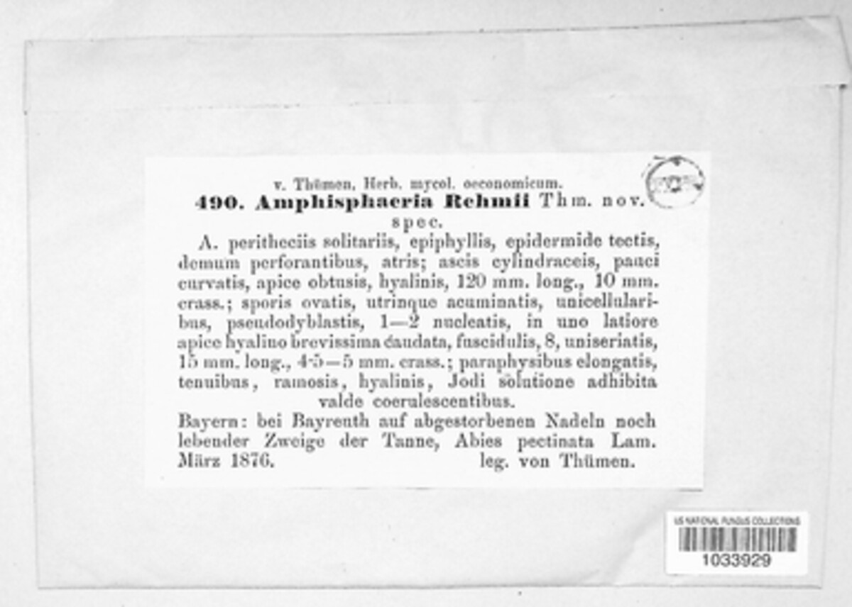 Amphisphaeria rehmii image